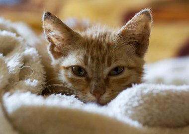 Şirin kırmızı kedi yavrusu.