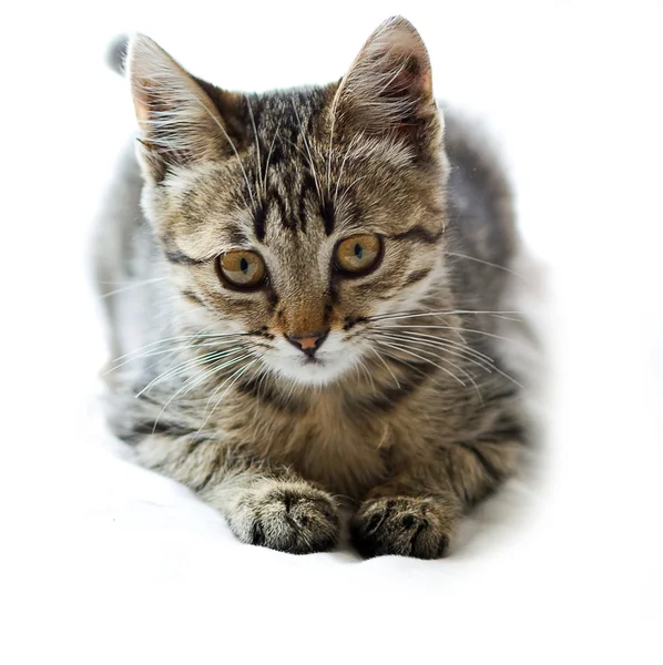 Kleines Kätzchen auf weißem Hintergrund — Stockfoto