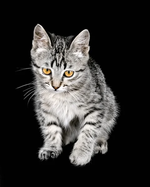 Cat portrait — Stock Photo, Image