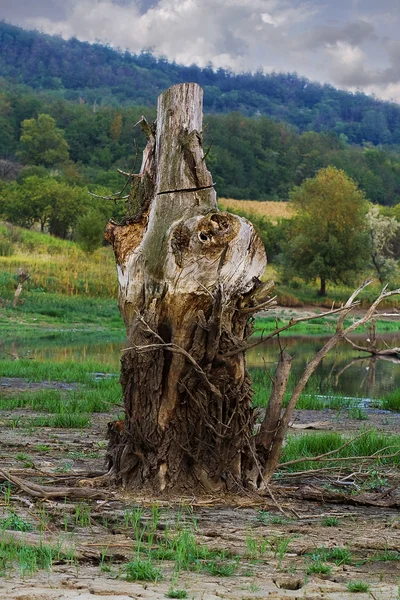 Самотнє сухе дерево біля озера — стокове фото