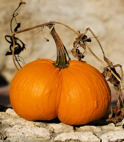 Pompoenen — Stockfoto