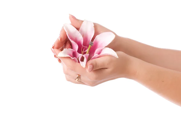 Beautiful woman hands and lily flower over white background — Stock Photo, Image