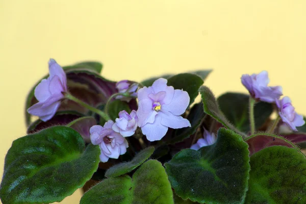 Viola africana con variegatura da viola scuro a bianco in p brillante — Foto Stock