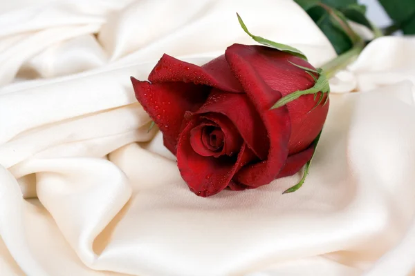 Červená růže a bílé hedvábí — Stock fotografie