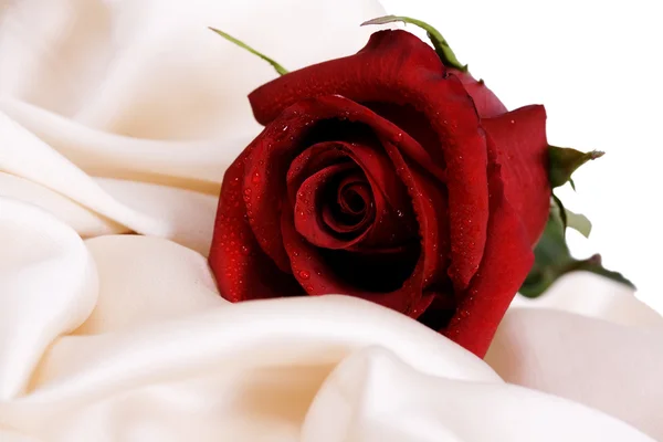 Red rose and white silk — Stock Photo, Image