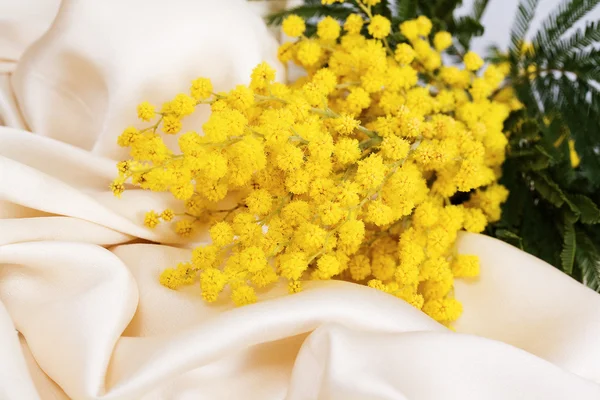 Blühende Mimosen — Stockfoto