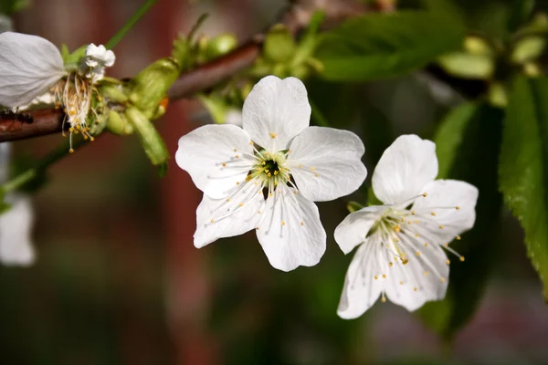 Apple blossom — Stockfoto