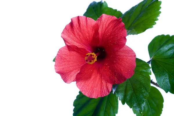 Hibiscus rosa-sinensis rood — Stockfoto