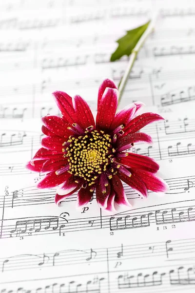 Chrysanthemum and notes — Stock Photo, Image