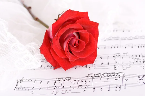 Rose en muziek — Stockfoto