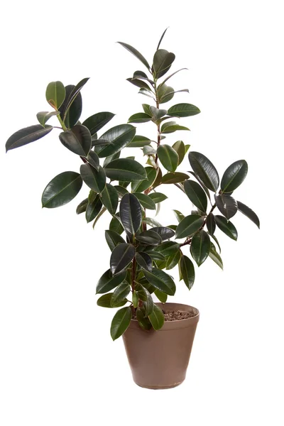 Ficus. — Foto de Stock