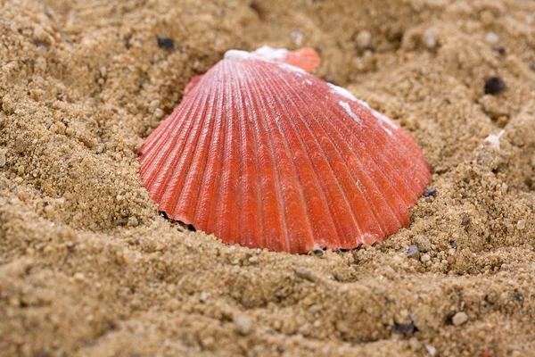 Shell em praias de laranjasareia — Fotografia de Stock