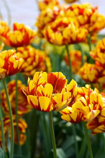 Champ tulipes — Photo