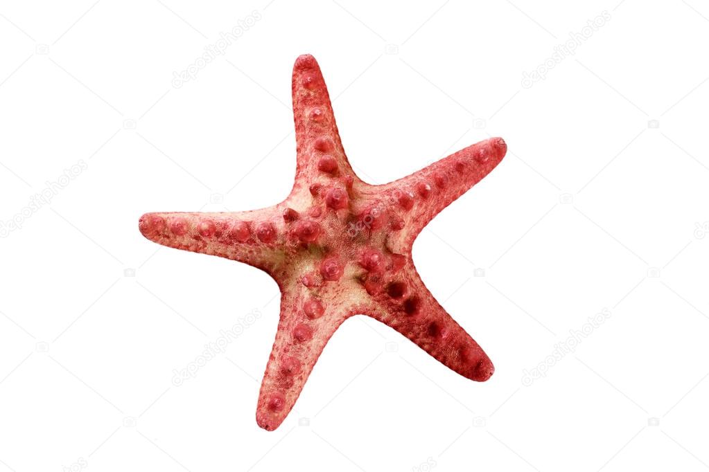 Red starfish