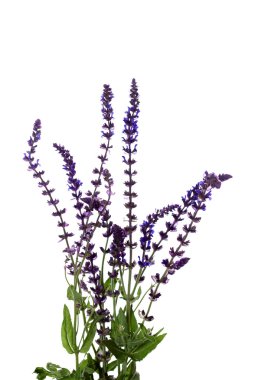 vahşi lupine.