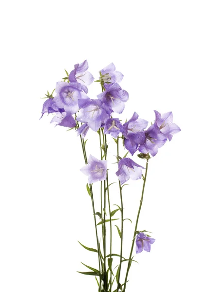 BlueBell — Foto Stock