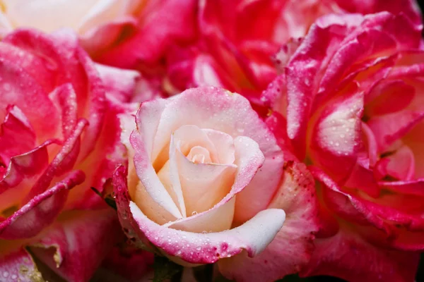 Hermosa rosa con gotas de rocío — Foto de Stock