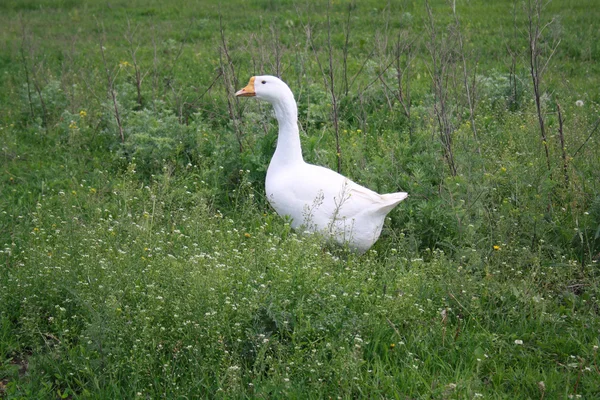 Goose — Stock Photo, Image