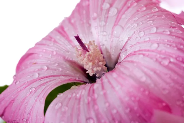 粉红色的花水滴 — 图库照片