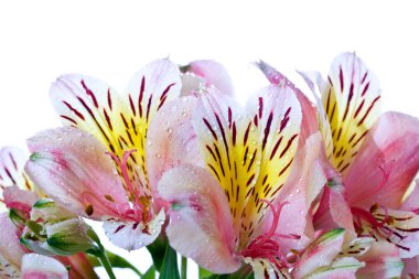 alstroemeria