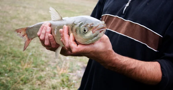 Peixes de carpa de grama — Fotografia de Stock