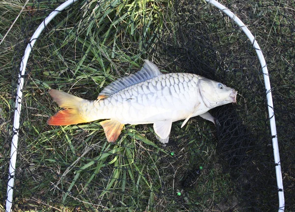 Carpa de pescado — Foto de Stock