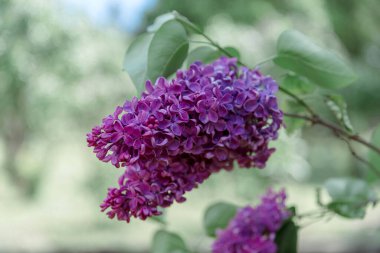 yeşil bir arka plan üzerinde vahşi leylak dalı