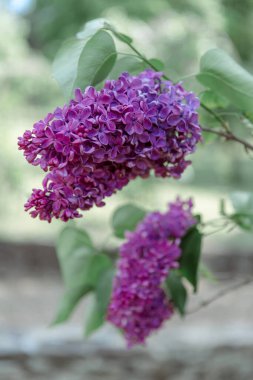 yeşil bir arka plan üzerinde vahşi leylak dalı