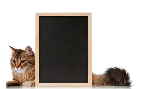Katze mit Tafel — Stockfoto