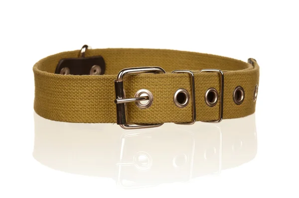 Dog collar — Stock Photo, Image