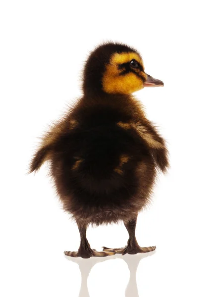 Domestic duckling — Stock Photo, Image
