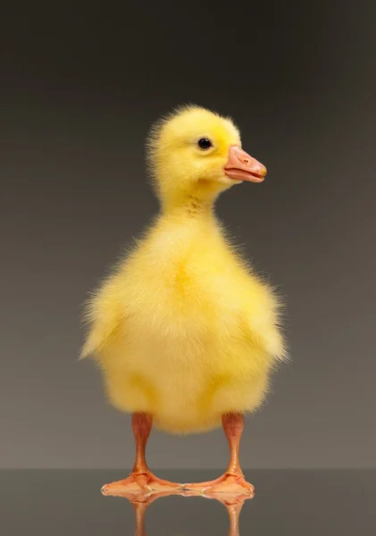 Binnenlandse gosling — Stockfoto