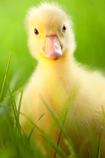 Domestic gosling — Stock Photo, Image