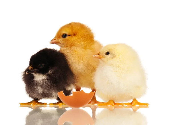 Malá kuřata — Stock fotografie