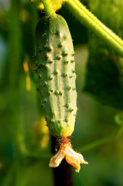 Green cucumber — Stock Photo, Image