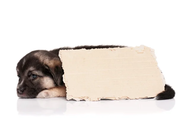 Cachorro con papel —  Fotos de Stock