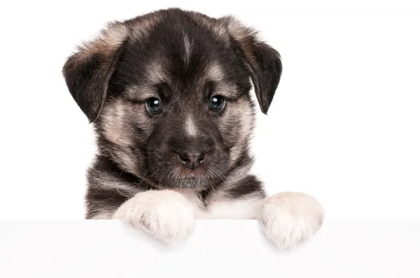 Puppy with paper — Stock Photo, Image