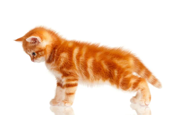 Red kitten — Stock Photo, Image