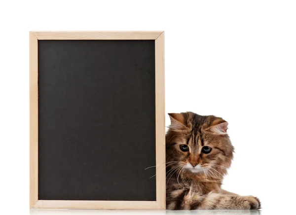 Blackboard ile kedi — Stok fotoğraf