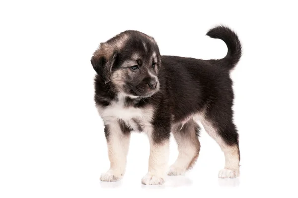 Cute puppy — Stock Photo, Image