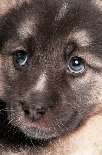 Cachorrinho bonito — Fotografia de Stock