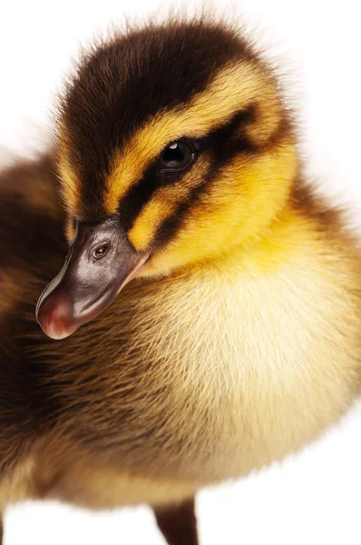 Binnenlandse eendje — Stockfoto