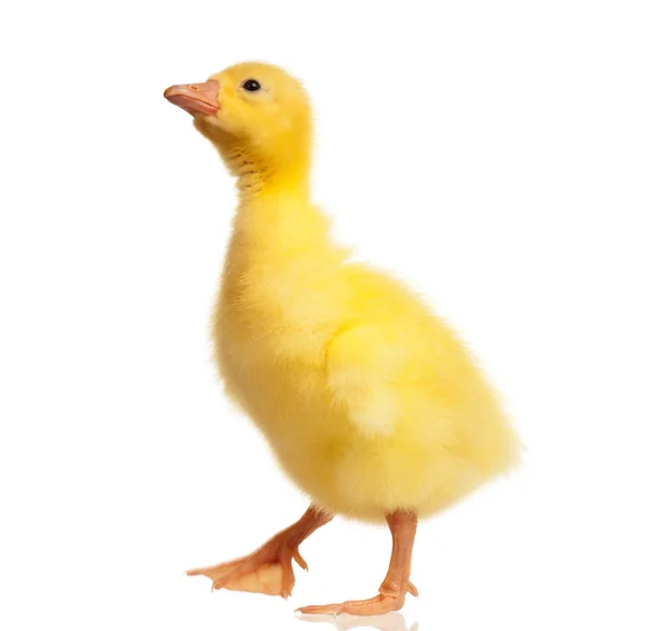 Domestic gosling — Stock Photo, Image