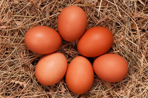 Eggs in nest — Stock Photo, Image