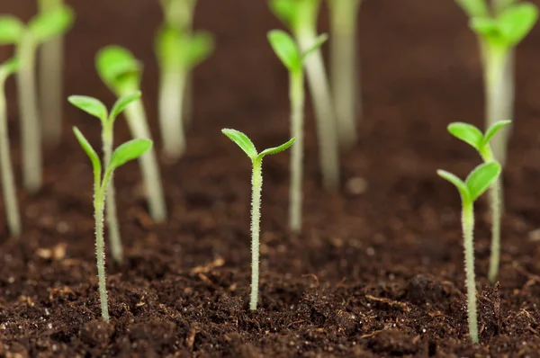 Green seedling — Stock Photo, Image