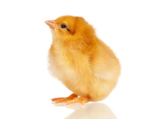 Little chicken — Stock Photo, Image