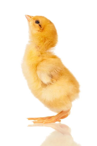 Petit poulet — Photo