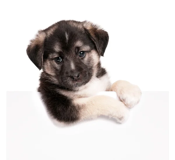 Puppy with paper — Stock Photo, Image