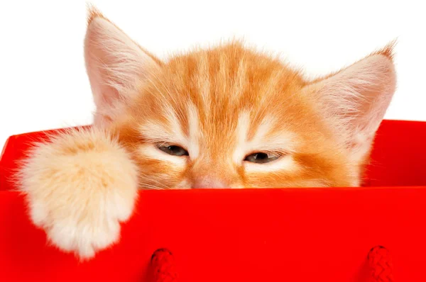 Červené kotě — Stock fotografie