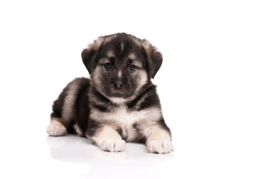 Şirin köpek.